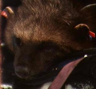 Wolverine being tagged for study