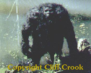 Cliff Crook
